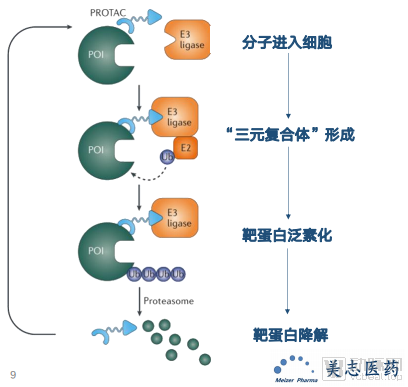 美志的进展:搭建First in class抗肿瘤管线(图2) 图片2.png