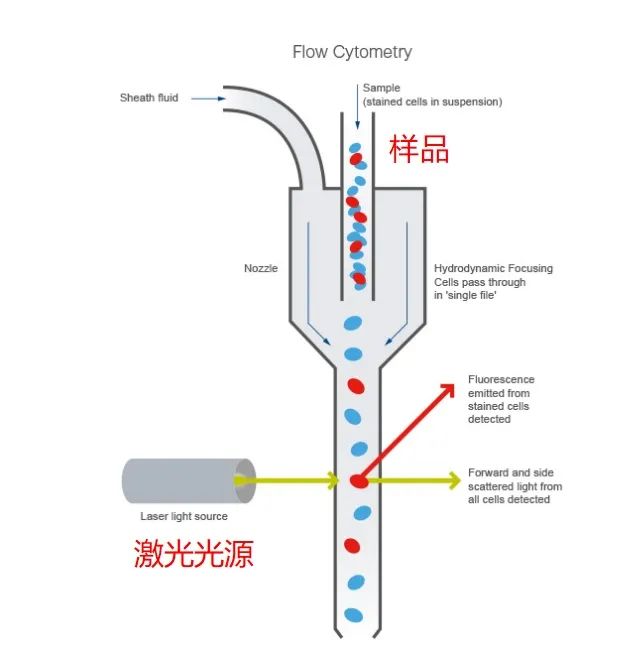 旷博生物：流式细胞诊断领域的领跑者(图3)