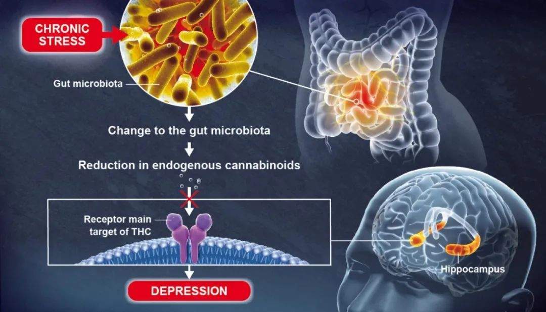 别小看微生物!你的抑郁可能是因为肠道菌群失调(图4) 别小看微生物!你的抑郁可能是因为肠道菌群失调(图4)