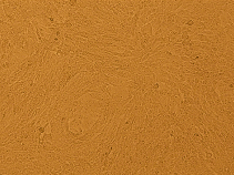 1622518711601094634.png image.png