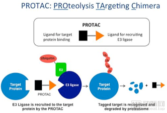 PROTAC先驱创立的第二家公司,它被临床验证还有多远?(图2) 靶向蛋白降解.png
