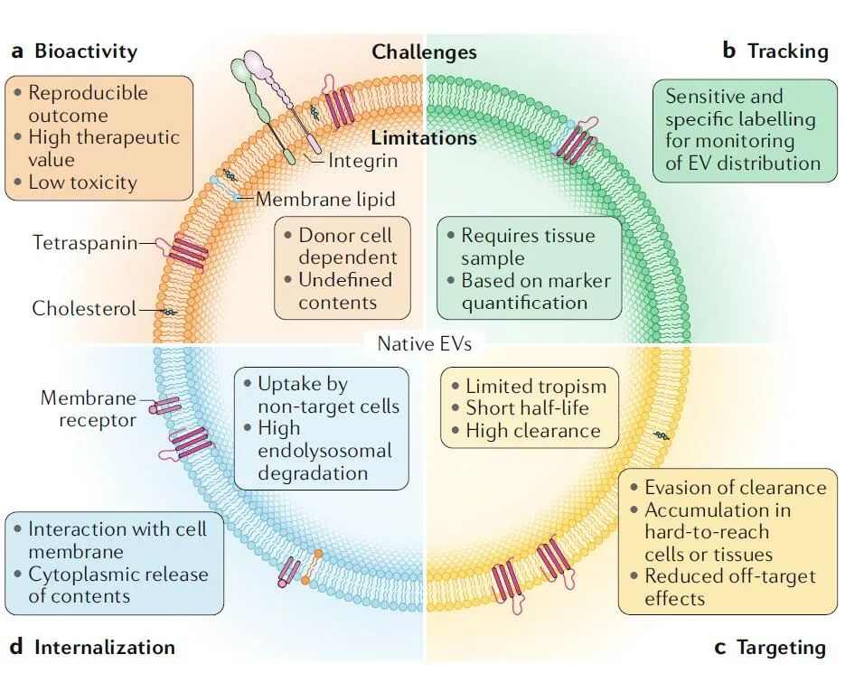 生物制药面面观:外泌体的心血管疾病治疗应用(图2) 生物制药面面观:外泌体的心血管疾病治疗应用(图2)