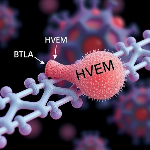 肿瘤免疫中的BTLA-HVEM(图2)