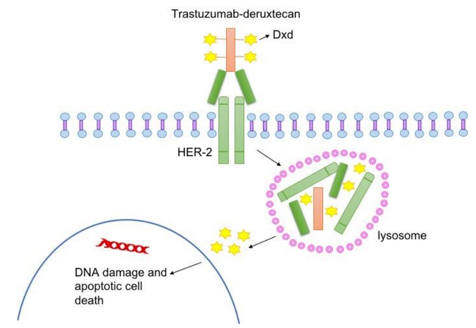 Trastuzumab Deruxtecan: HER-2+实体瘤治疗的变革者(图1) Trastuzumab Deruxtecan: HER-2+实体瘤治疗的变革者(图1)