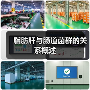 脂肪肝与肠道菌群的关系概述(图1) 脂肪肝与肠道菌群的关系概述(图1)