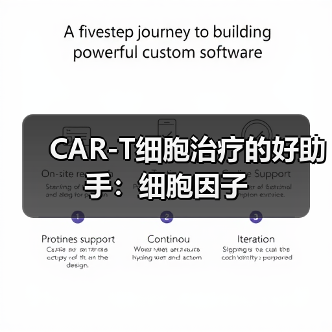 CAR-T细胞治疗的好助手:细胞因子(图4) CAR-T细胞治疗的好助手:细胞因子(图4)