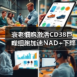 衰老细胞激活CD38巨噬细胞加速NAD+下降(图1) 衰老细胞激活CD38巨噬细胞加速NAD+下降(图1)