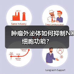 肿瘤外泌体如何抑制NK细胞功能?(图1) 肿瘤外泌体如何抑制NK细胞功能?(图1)