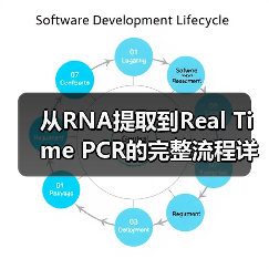 从RNA提取到Real Time PCR的完整流程详解（图2）