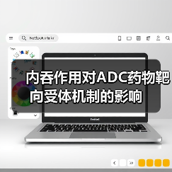 内吞作用对ADC药物靶向受体机制的影响(图3) 内吞作用对ADC药物靶向受体机制的影响(图3)