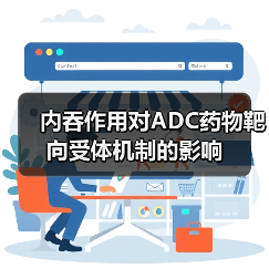 内吞作用对ADC药物靶向受体机制的影响(图4) 内吞作用对ADC药物靶向受体机制的影响(图4)