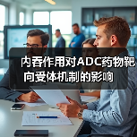 内吞作用对ADC药物靶向受体机制的影响(图2) 内吞作用对ADC药物靶向受体机制的影响(图2)