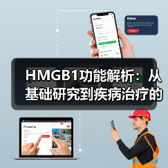 HMGB1功能解析:从基础研究到疾病治疗的关键进展(图3) HMGB1功能解析:从基础研究到疾病治疗的关键进展(图3)